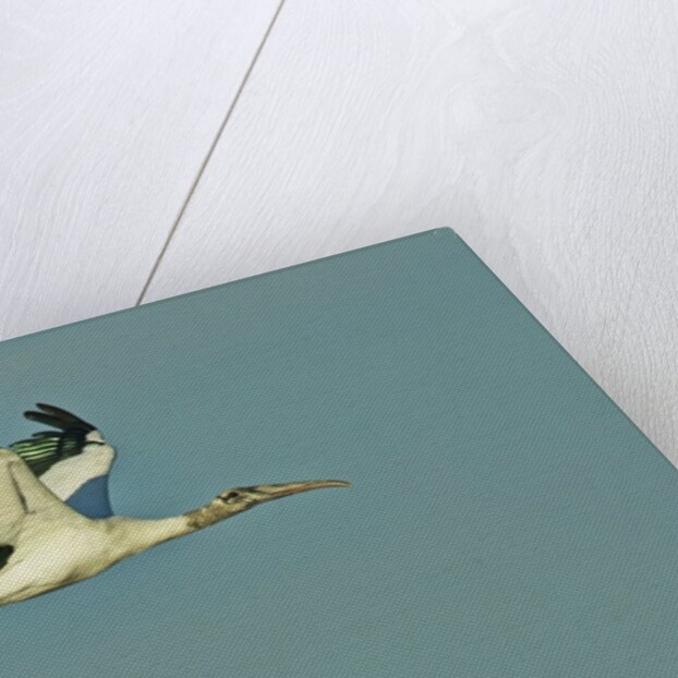 Wood stork flying against blue sky by Anonymous