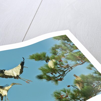Group of wood storks by Anonymous