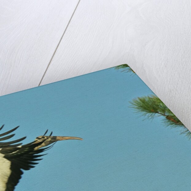 Wood stork before landing on tree branch by Anonymous