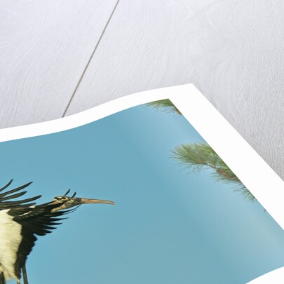 Wood stork before landing on tree branch by Anonymous