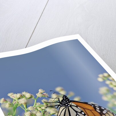 Monarch Butterfly resting on flower buds by Anonymous