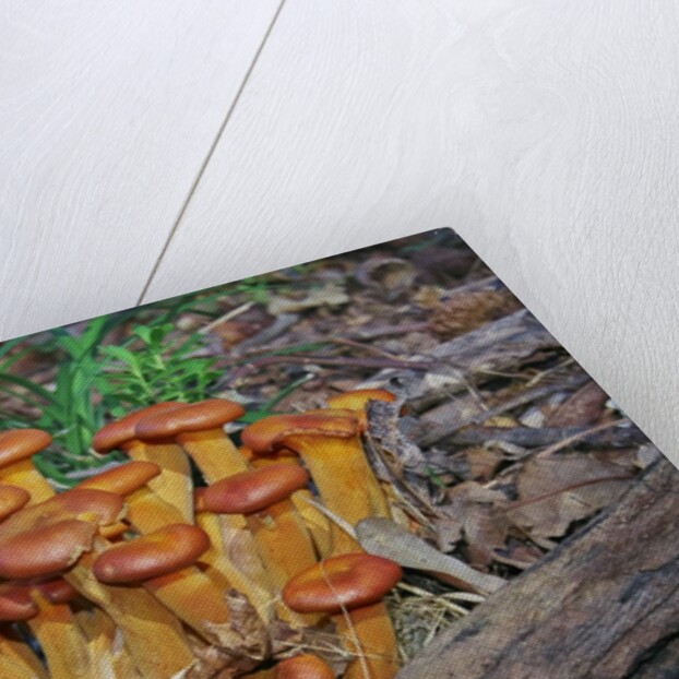 Jack-o-lantern Mushroom growing on dead tree trunk by Anonymous