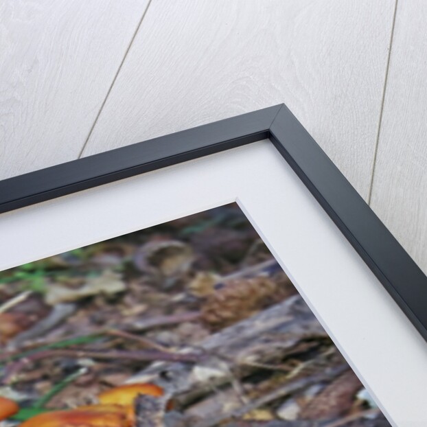 Jack-o-lantern Mushroom growing on dead tree trunk by Anonymous