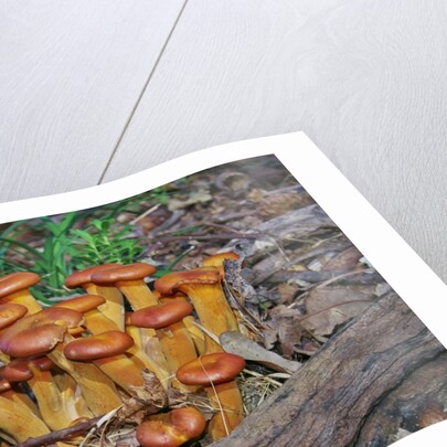 Jack-o-lantern Mushroom growing on dead tree trunk by Anonymous