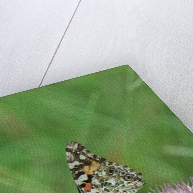 Painted Lady Butterfly resting on flower bud by Anonymous