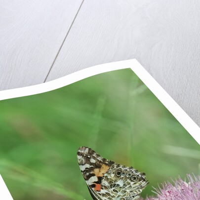 Painted Lady Butterfly resting on flower bud by Anonymous
