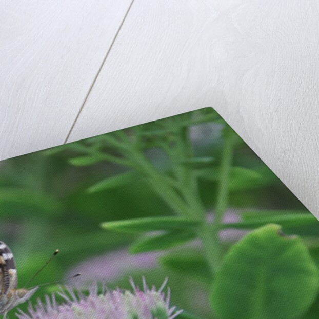 Painted Lady Butterfly resting on flower bud by Anonymous