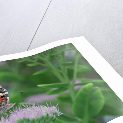 Painted Lady Butterfly resting on flower bud by Anonymous