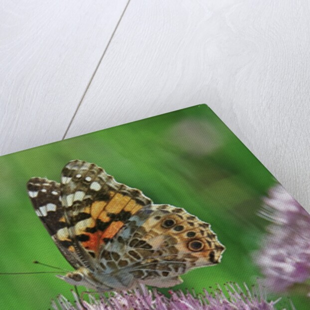 Ladies and Red Admirals Butterfly resting on flower bud by Anonymous
