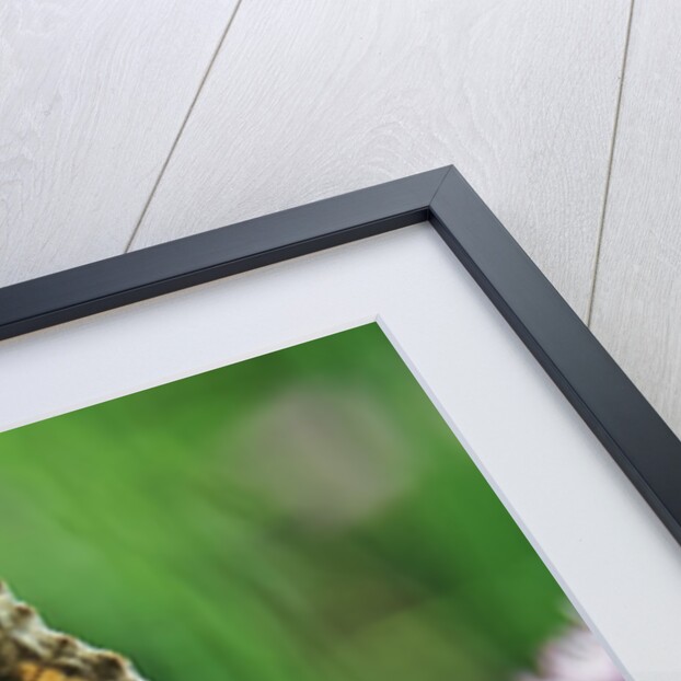 Ladies and Red Admirals Butterfly resting on flower bud by Anonymous