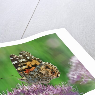 Ladies and Red Admirals Butterfly resting on flower bud by Anonymous
