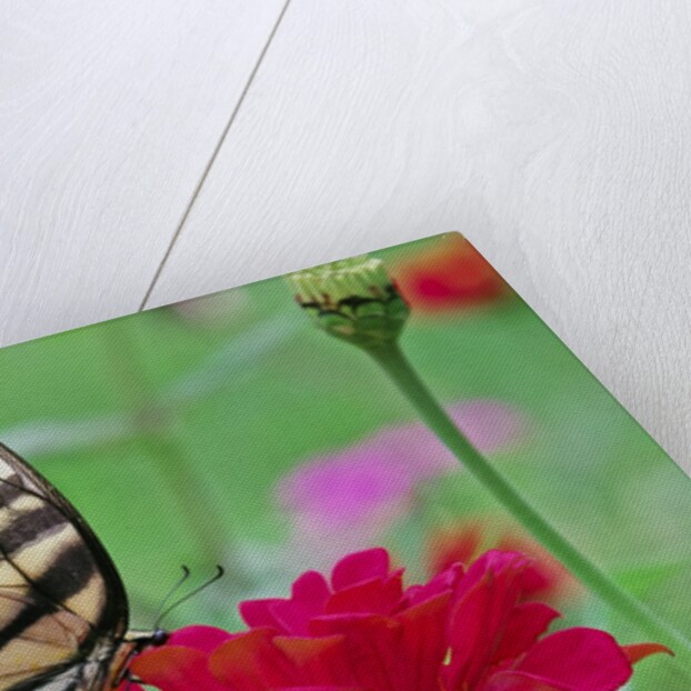 Swallowtail Butterfly resting on flower bud by Anonymous