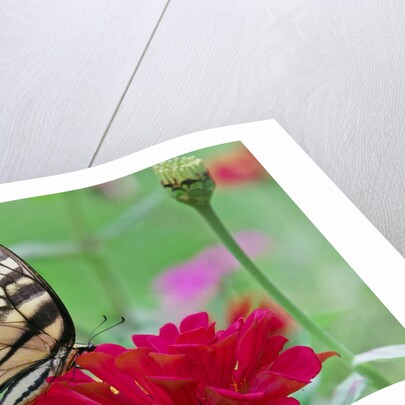 Swallowtail Butterfly resting on flower bud by Anonymous