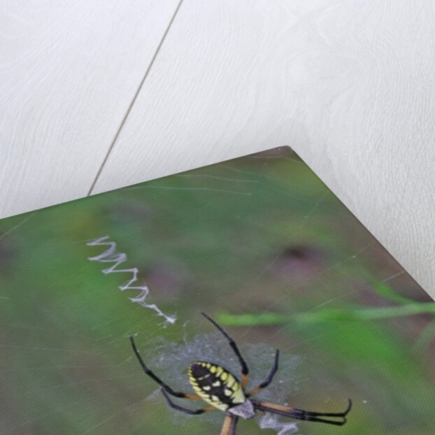 Spider weaving web by Anonymous