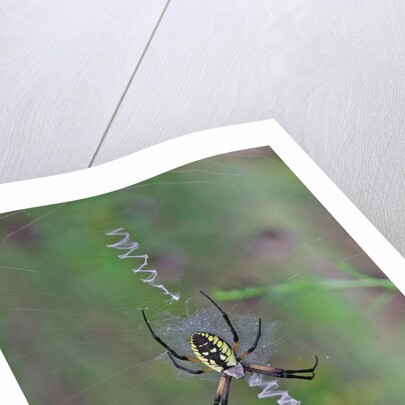 Spider weaving web by Anonymous