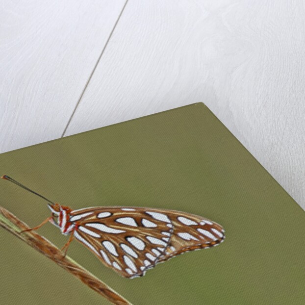 Gulf Fritillary Butterfly resting on grass stem by Anonymous