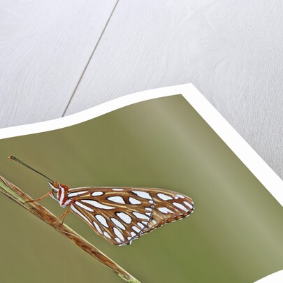 Gulf Fritillary Butterfly resting on grass stem by Anonymous