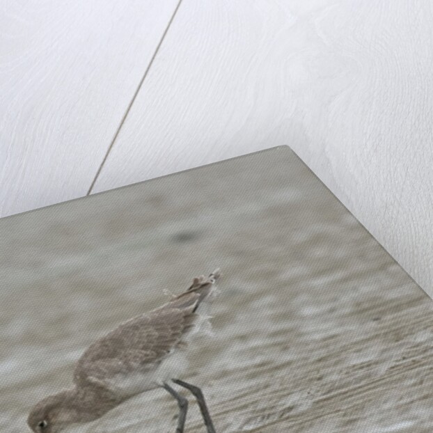 Willet on sandy field by Anonymous