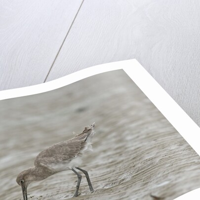 Willet on sandy field by Anonymous