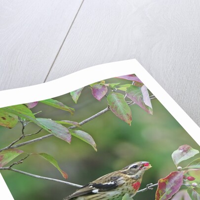 Rose-breasted Grosbeak perched on tree branch by Anonymous