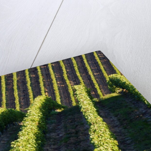Rows of Harvest Grapes Rolling over The Hillside by Anonymous
