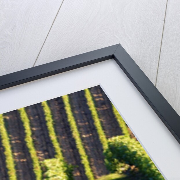 Rows of Harvest Grapes Rolling over The Hillside by Anonymous