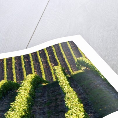 Rows of Harvest Grapes Rolling over The Hillside by Anonymous