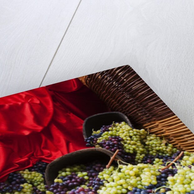 Fresh Grapes at Harvest Festival by Anonymous