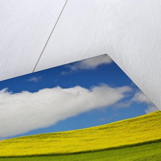 Rolling Hills of Canola and Pea Fields With Fresh Spring Color by Anonymous