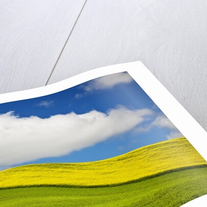Rolling Hills of Canola and Pea Fields With Fresh Spring Color by Anonymous