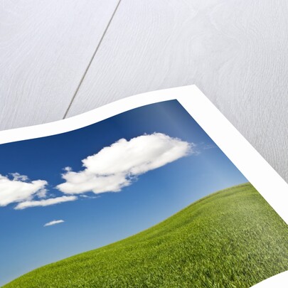 Rolling Hills of Wheat by Anonymous