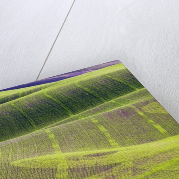 Rolling Hills of Peas by Anonymous