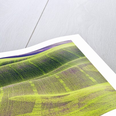 Rolling Hills of Peas by Anonymous