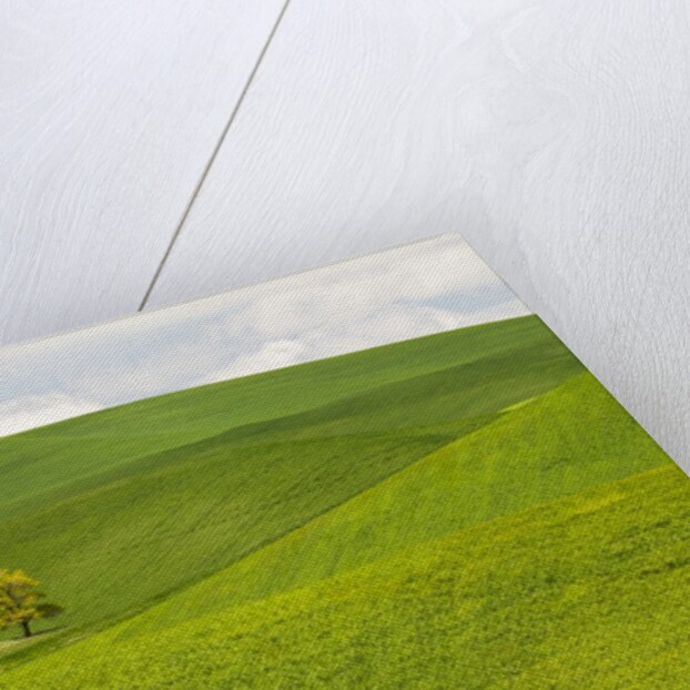 Lone Tree In Rolling Hills of Wheat by Anonymous