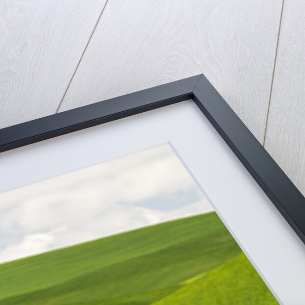 Lone Tree In Rolling Hills of Wheat by Anonymous