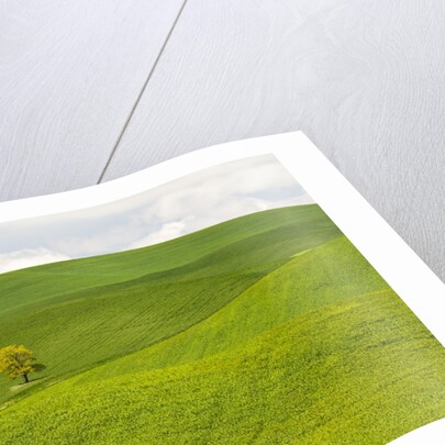 Lone Tree In Rolling Hills of Wheat by Anonymous