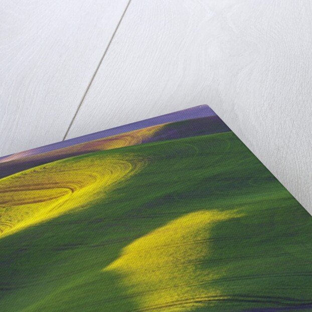 Rolling Hills of Peas by Anonymous