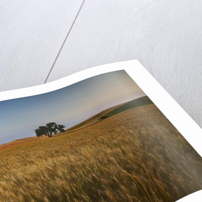 Lone Tree in Rolling Hills of Harvest Wheat by Anonymous