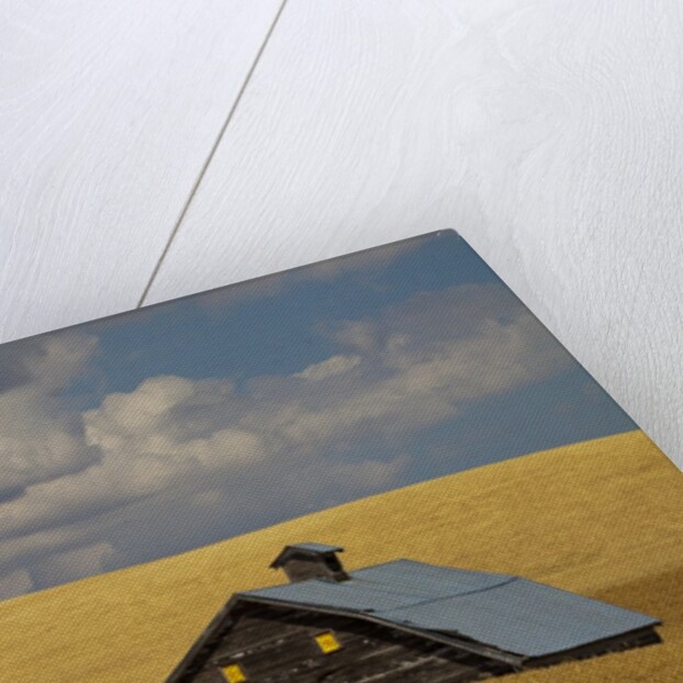 Old Barn in a Field of Harvest Wheat by Anonymous