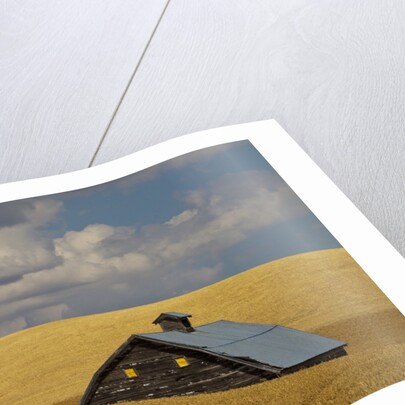 Old Barn in a Field of Harvest Wheat by Anonymous