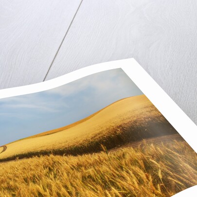 Back Country Road winding Though Harvest Wheat Field by Anonymous