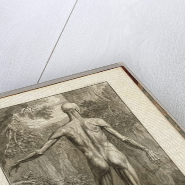 Engraving depicting the muscle groups of the back by Anonymous