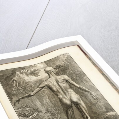 Engraving depicting the muscle groups of the back by Anonymous