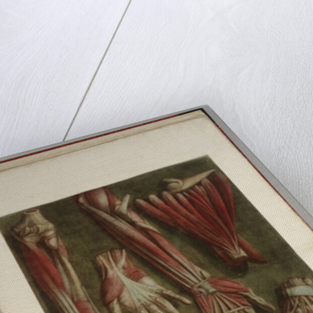 Group of dissected hands by Jacques Gautier D'Agoty and Joseph Guichard Duverney by Anonymous