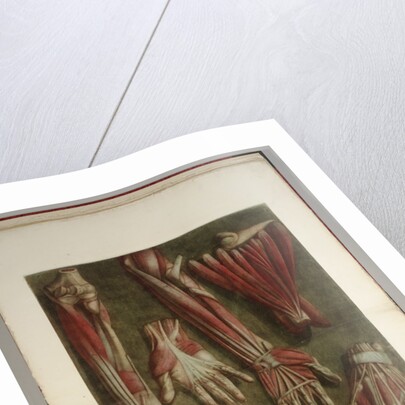 Group of dissected hands by Jacques Gautier D'Agoty and Joseph Guichard Duverney by Anonymous