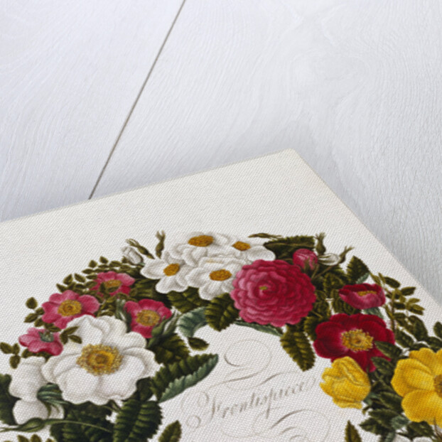 Frontispiece of Roses by Mary Lawrence