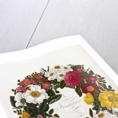 Frontispiece of Roses by Mary Lawrence