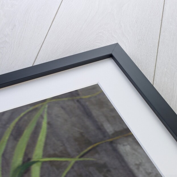 Nasturtiums by Felix Vallotton