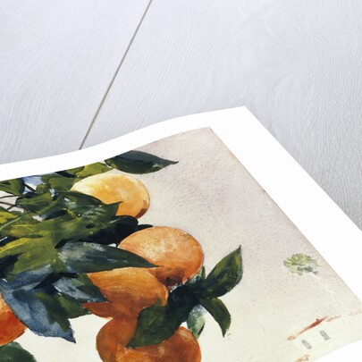 Oranges on a Branch by Winslow Homer