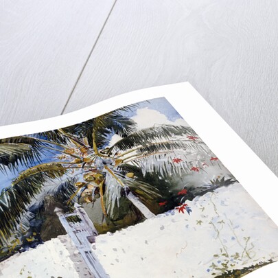 A Garden in Nassau by Winslow Homer